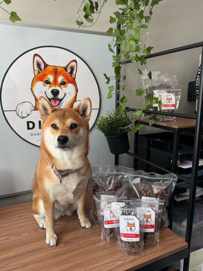 DigDog komandas suņi